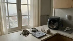 Quando chega um novo animal: a “traição” que o teu gato pode sentir (e como evitar que escale)